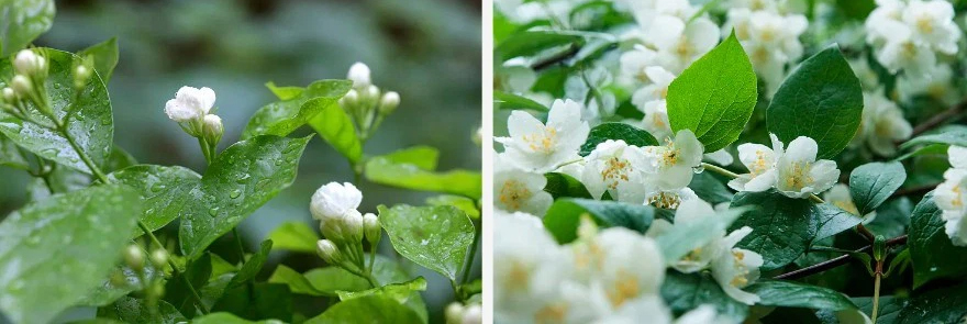 Flor de xasmín.jpg