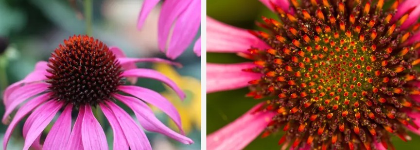 Echinacea.jpg