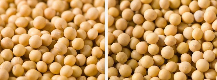 Soybean.jpg