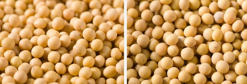 soybeans.jpg