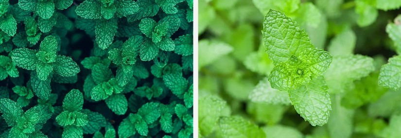 Mint.jpg