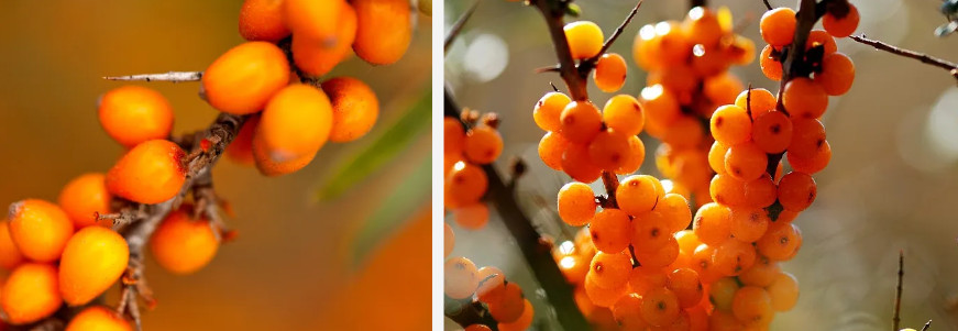 Seabuckthorn.jpg