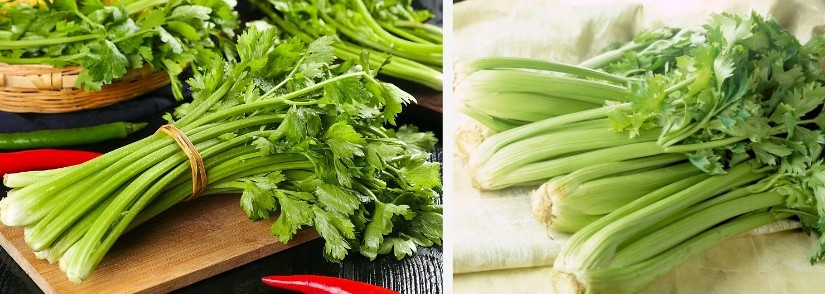 celery.jpg
