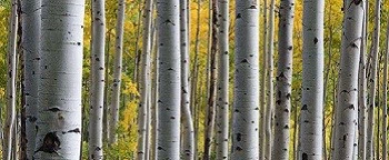 ogbugbo birch.jpg