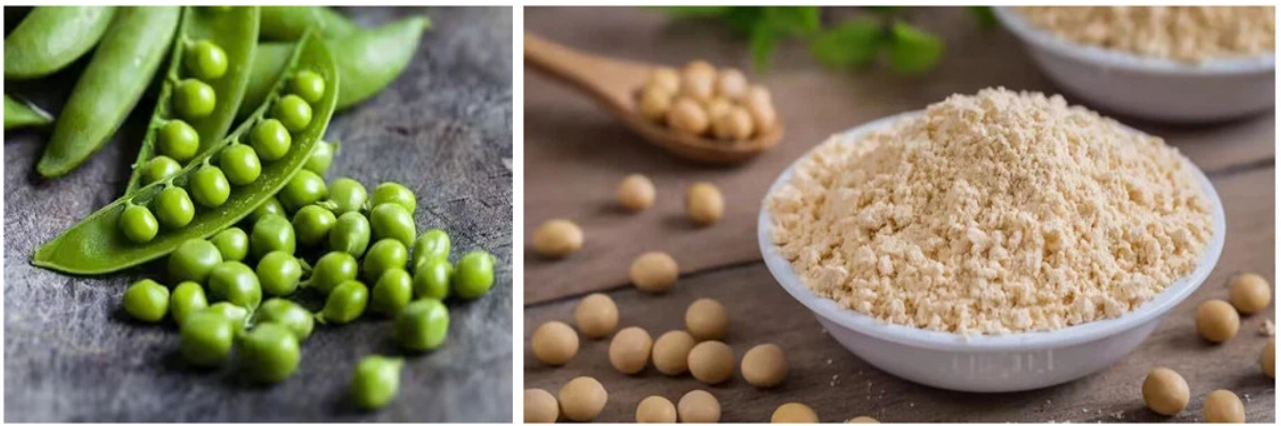 Protein ntụ ntụ dị ọcha.png