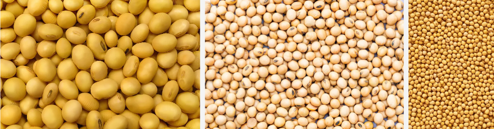 Proteína de soia vegana en po.png