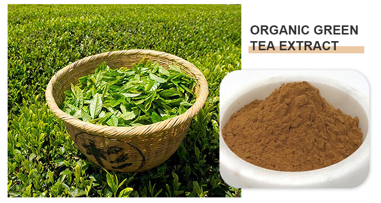 Instant Green Tea Powder supplier Yangge Biotech Instant Green Tea Powder supplier Yangge Biotech