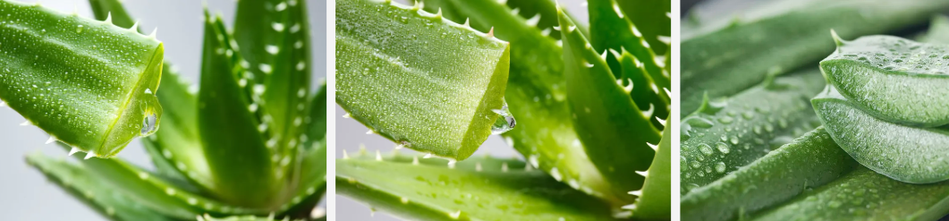 Aloe vera en po a granel