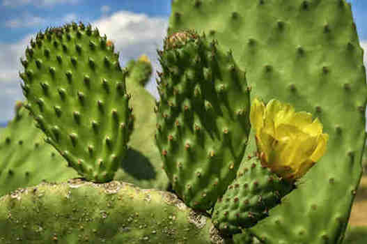 Prickly ube wepụ ntụ ntụ.jpg
