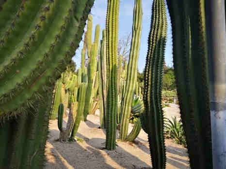 Prickly ube wepụ.jpg