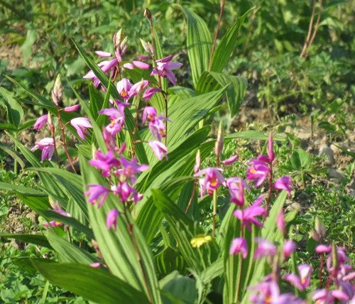 Po de extracto de Ajuga Turkestanica.jpg