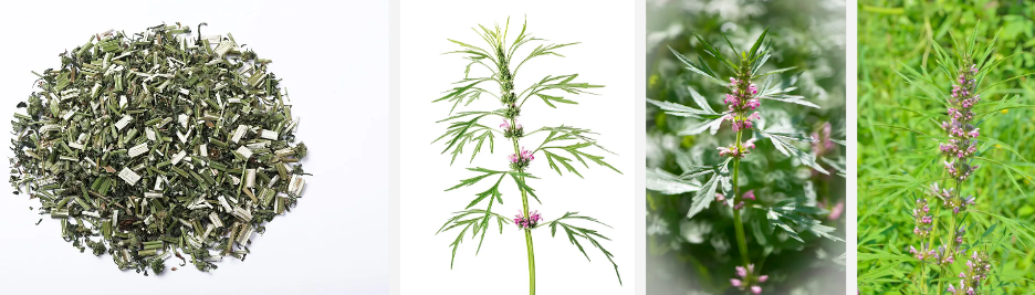 Motherwort wepụ ntụ ntụ.png
