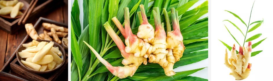 Ginger Extract Powder.jpg