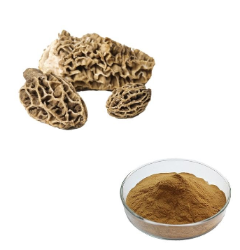Morchella Extract Powder.png