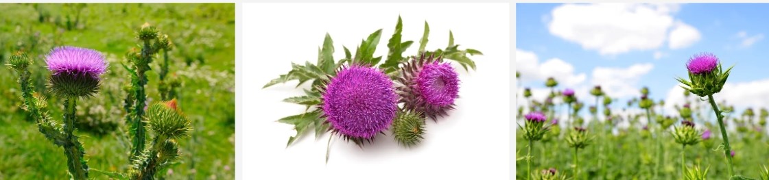 Organic Milk Thistle Extract.jpg