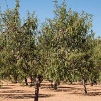 Amygdalus Communis Va.jpg