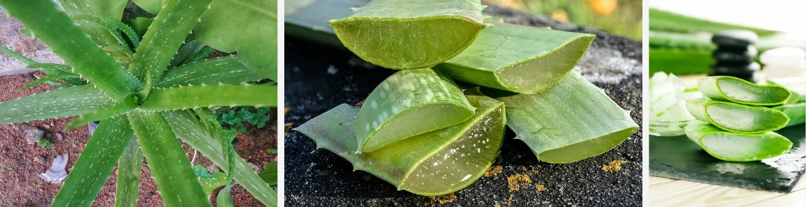 Aloe Vera wepụ..jpg
