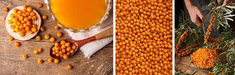 ntụ ntụ mkpụrụ osisi buckthorn..jpg