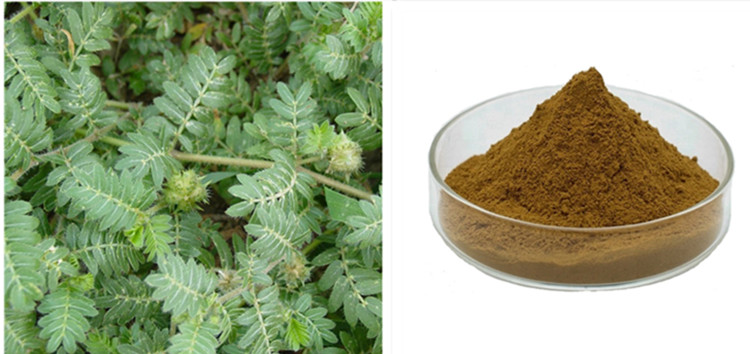 Tribulus terrestris wepụ.jpg