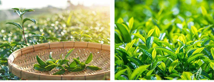 Were gị na Green Tea Extract1.jpg