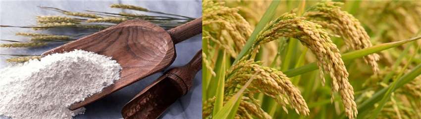 Mahda Rice Protein Development And Application Of Rice Protein