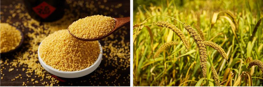 Protein millet ntụ ntụ.jpg