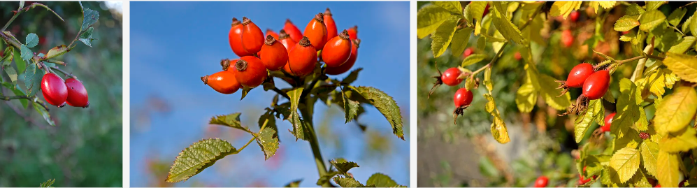 Powder Extract Fruit Rosehip.png