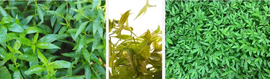 té de vimbio..jpg