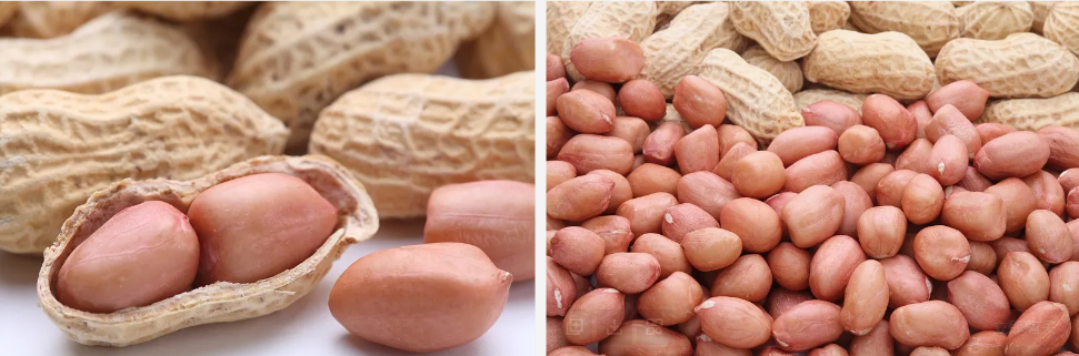 Peanut.jpg