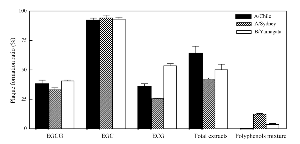 Catechin extract