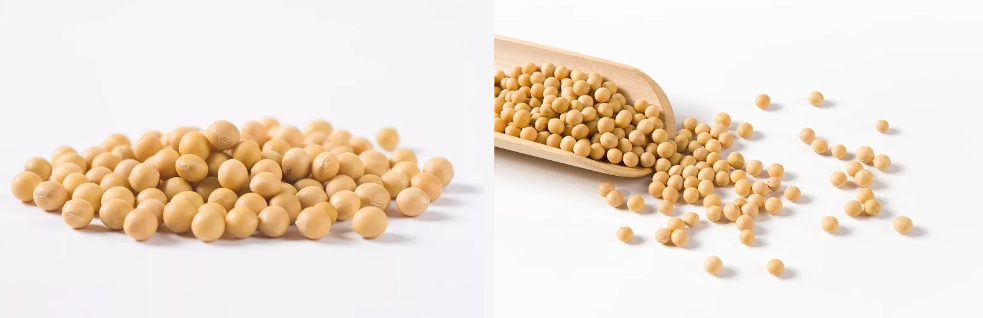 soy isoflavones