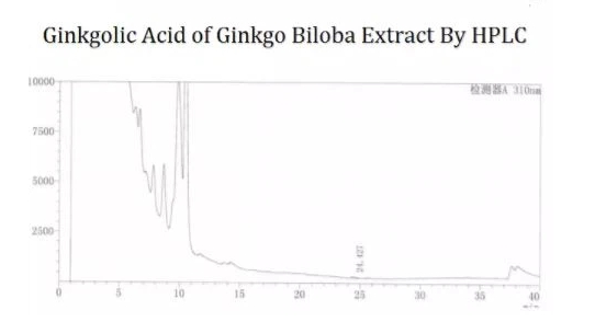 Extracto de Ginkgo1.jpg