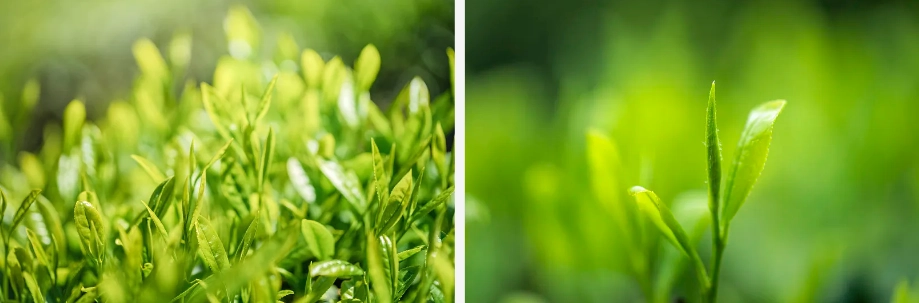 Extracto de té verde EGCG