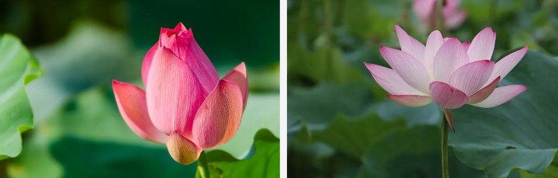 Lotus wepụ.jpg