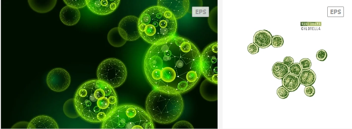 Faktora Mezinbûna Chlorella CGF