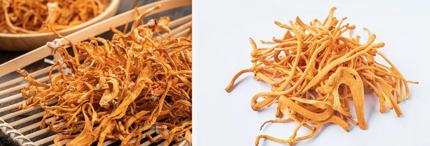 Extracto de Cordyceps Militaris