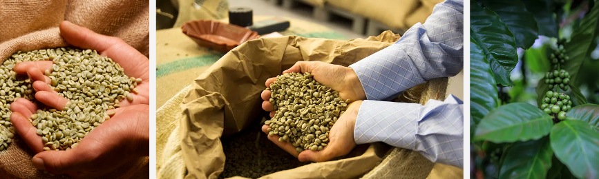 Green kọfị agwa wepụ ntụ ntụ nnukwu.jpg
