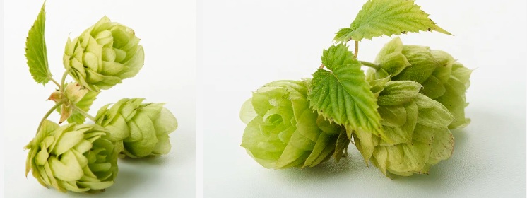 Tango Puawai Hops.jpg