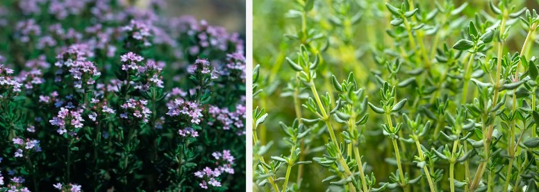 Thyme wepụ ntụ ntụ.jpg