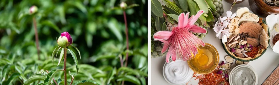 White Peony Root Extract.jpg White Peony Root Extract.jpg