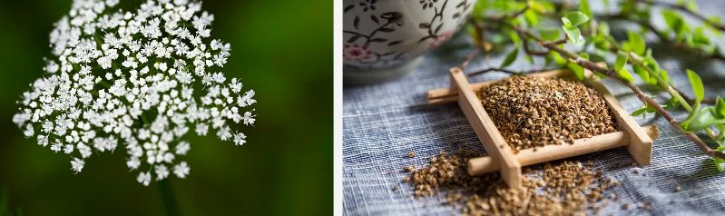 Cnidium Monnieri fruktekstrakt