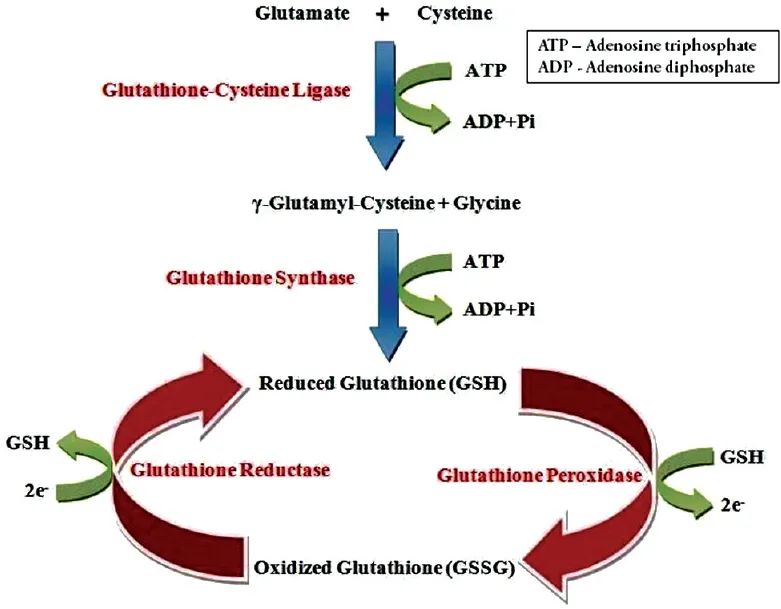 L Glutathione1.jpg
