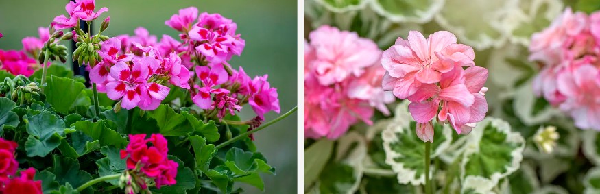 Geranium wepụ ntụ ntụ.jpg