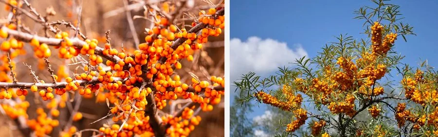 Deryaya Buckthorn Fruit Powder.jpg