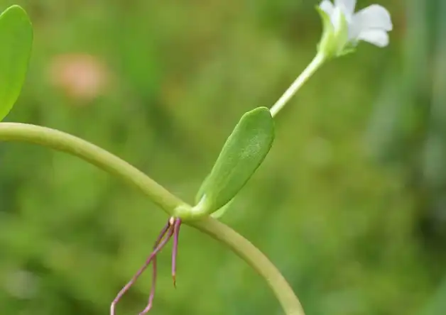 Bacopa Monnieri Extract Powder.png