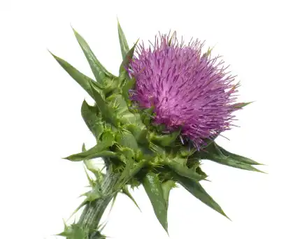 Organic Milk Thistle Extract.png