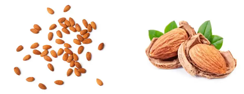 Almond Protein Powder Bulk.png