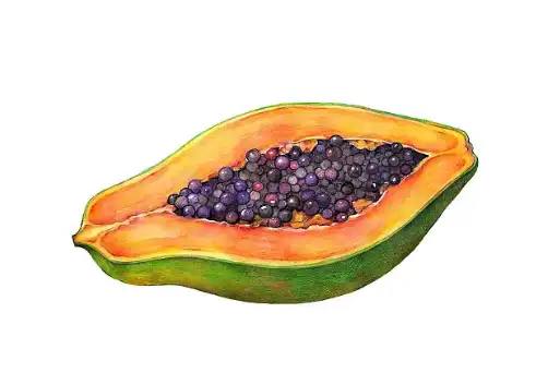 Papainpulver i bulk.png