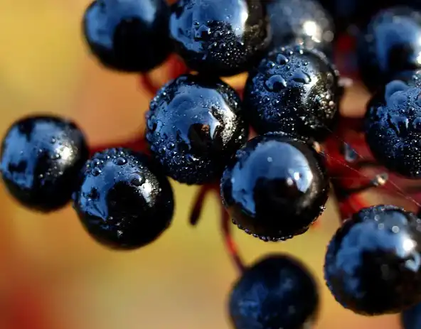 Elderberry Fruit Powder.png