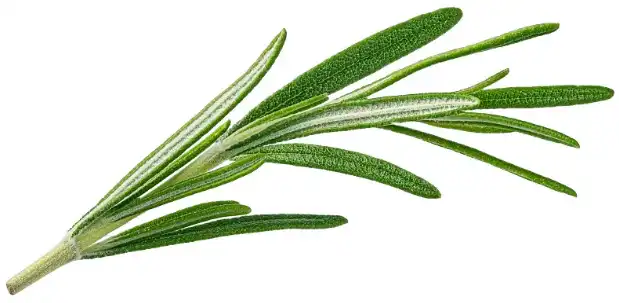 Bulk Ursolic Acid.png